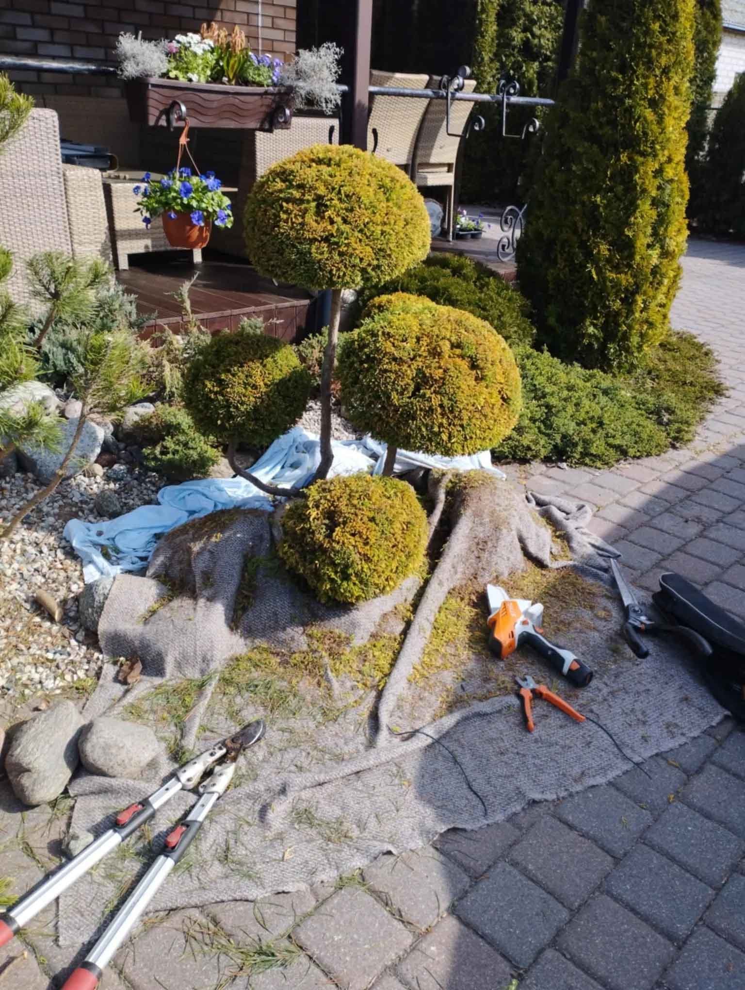 Bonsai formavimas