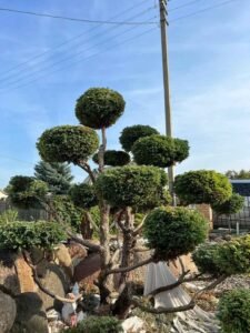 Bonsai medeliai