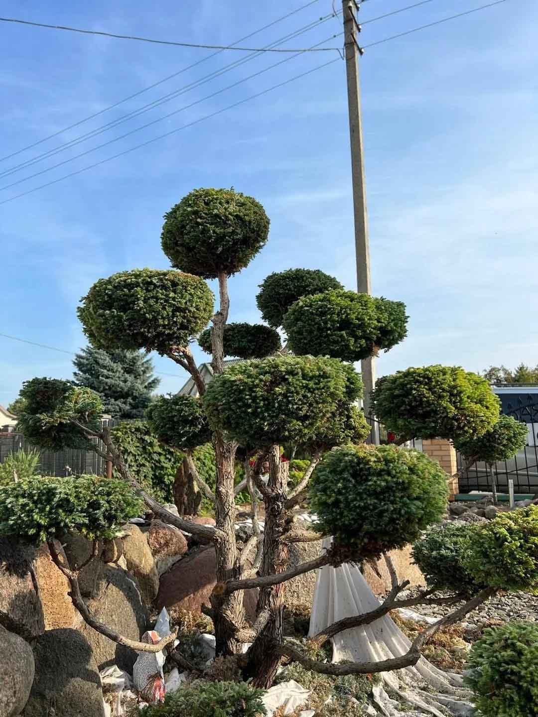 Bonsai medeliai