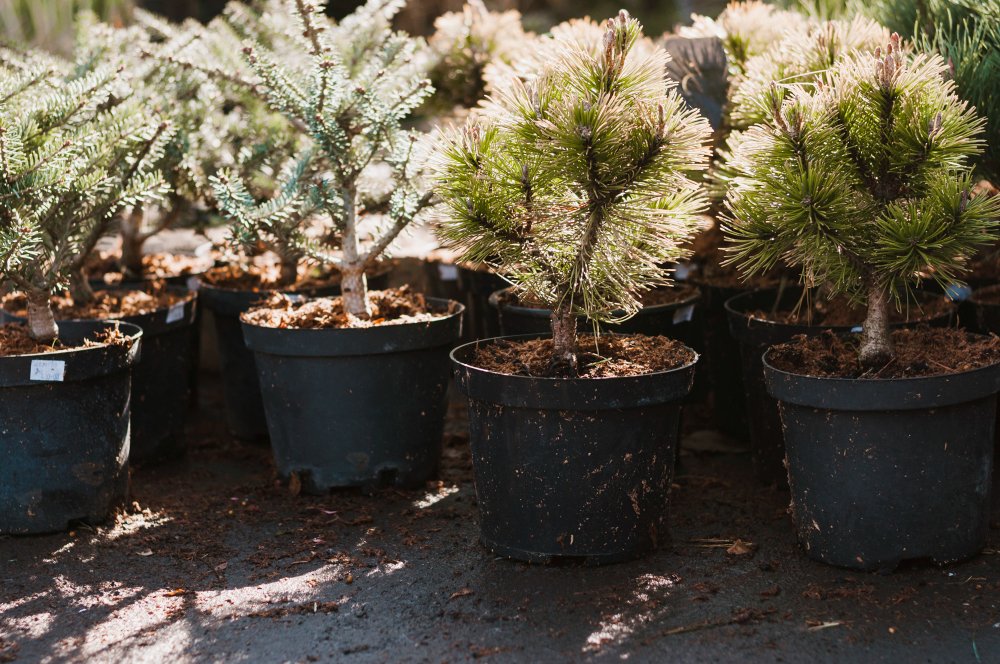 Lauko Bonsai Medeliai