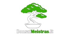 Bonsai Medeliai Internetu