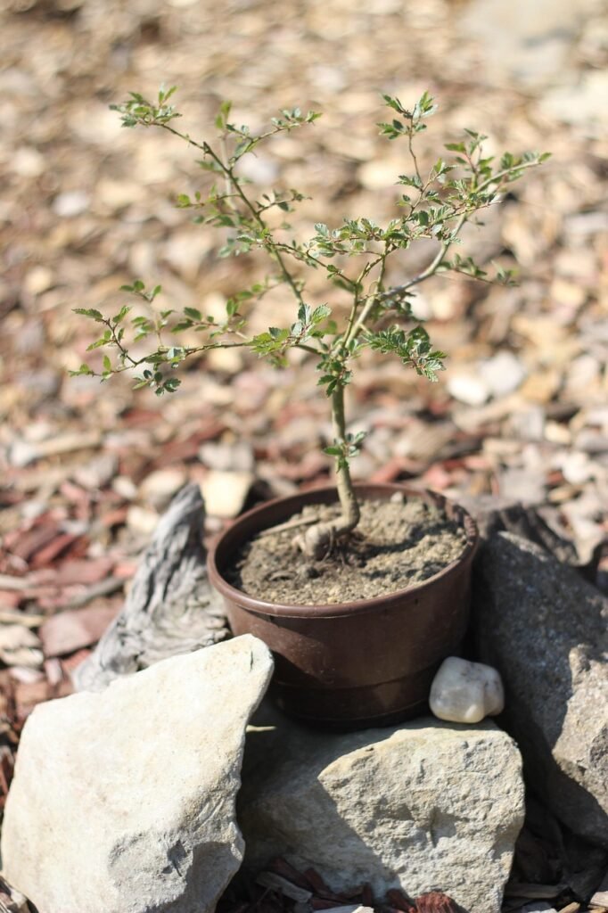 Kaip prižiūrėti lauko bonsai medelį?