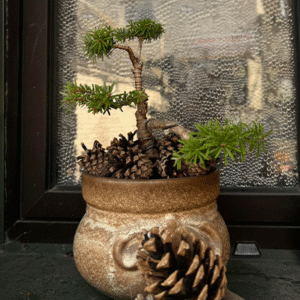 Bonsai