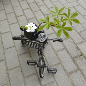 Bonsai Medelis