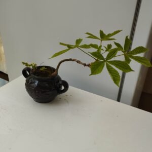 Bonsai Medelis